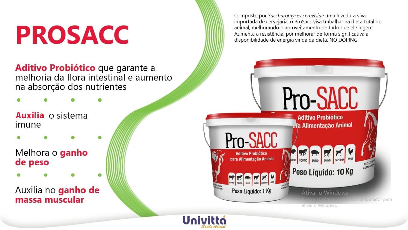 Saiba como aumentar a resistência e a qualidade de vida do seu animal.